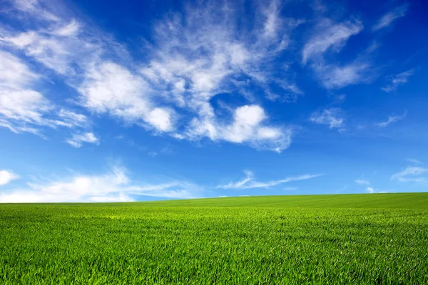 Groen veld en blauwe hemel-natuur achtergrond — Stockfoto
