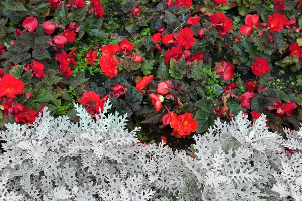 Multicolored flowerbed. — Stock Photo, Image