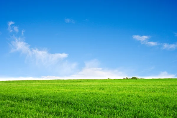 Campo sobre un fondo del cielo azul — Foto de Stock