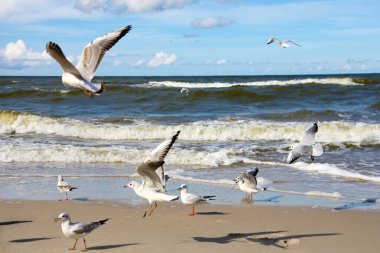 Seagulls ower sea clipart