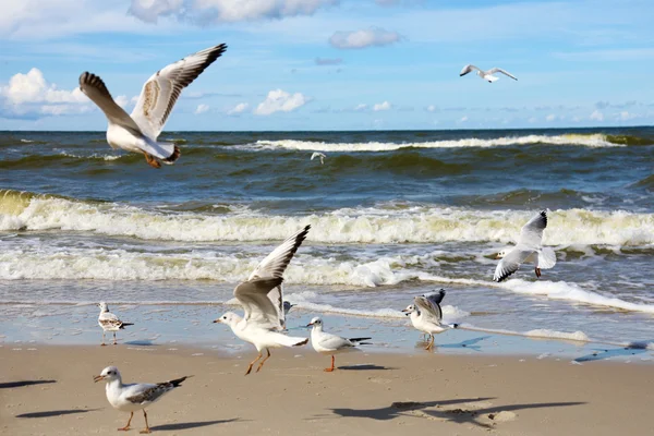 Seagulls ower sea — Stock Photo, Image