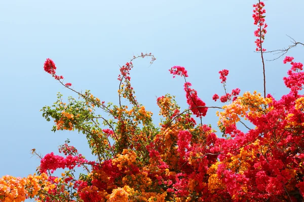 Flowering shrub — Stock Photo, Image