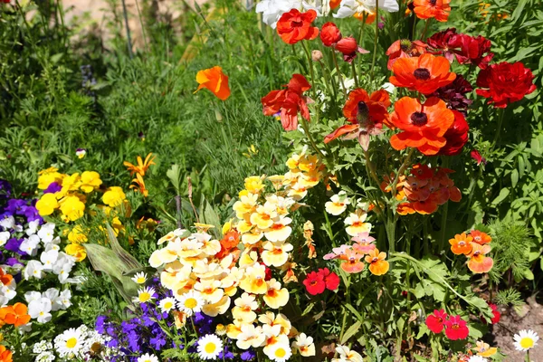 Blumenbeete in einem formellen Garten — Stockfoto