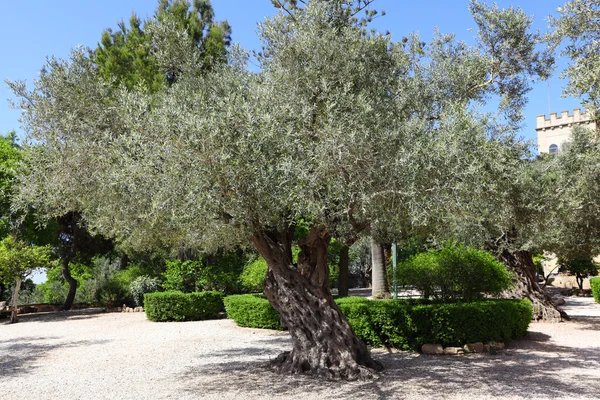 Olive garden i emmaus — Stockfoto
