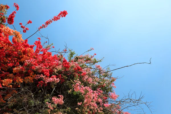 Tropikal çiçekli çalı — Stok fotoğraf