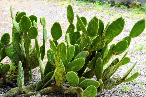 stock image Cactus in the Desert