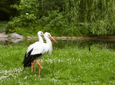 White stork clipart