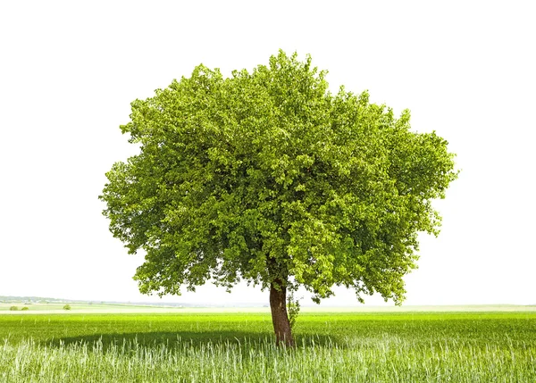 Zöld fa - egy zöld föld bolygó jelképe — Stock Fotó