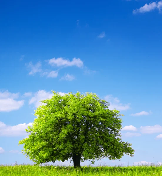 Дерево и облачное небо — стоковое фото