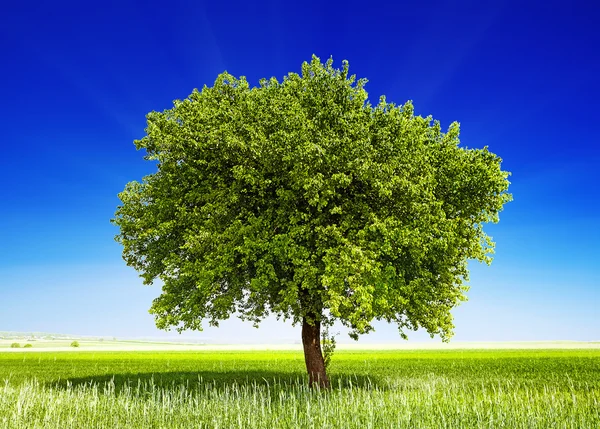 Drzewo na polu — Zdjęcie stockowe