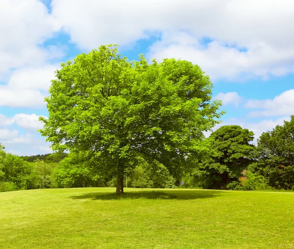 Árvore na Primavera — Fotografia de Stock