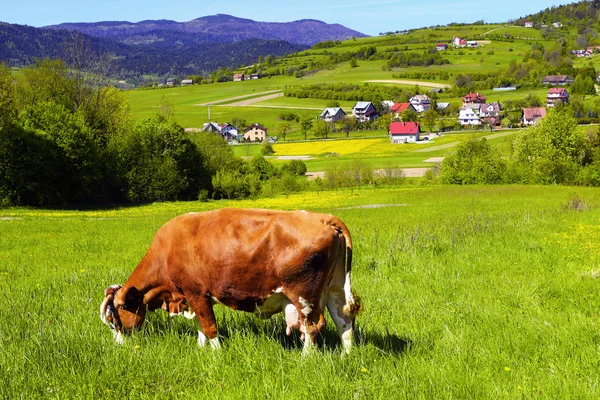 Brązowy biały krowa na pola uprawne — Zdjęcie stockowe