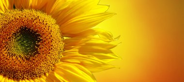 Sunflower banner clipart