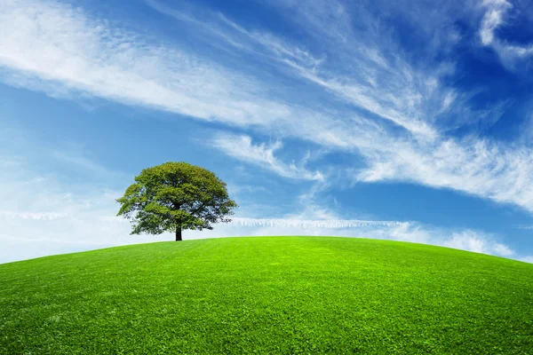 Зеленое дерево на зеленом поле — стоковое фото