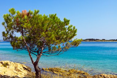 pinares mediterráneos