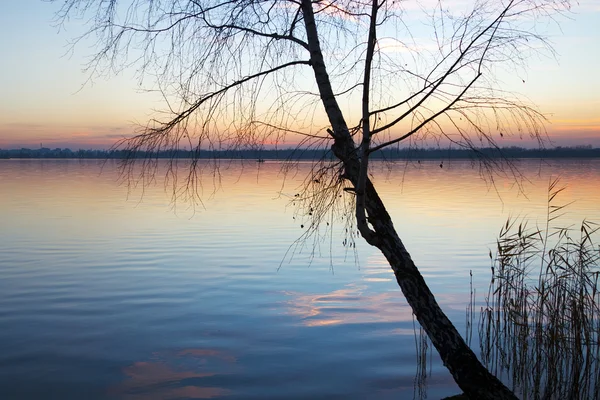 Árbol en el lago al atardecer — Foto de Stock