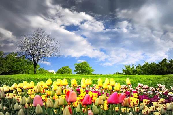 Tulipany i wiosna łąka — Zdjęcie stockowe