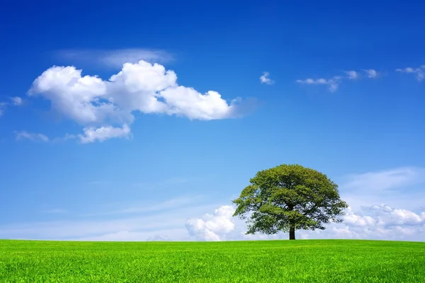 Roble en el campo verde — Foto de Stock