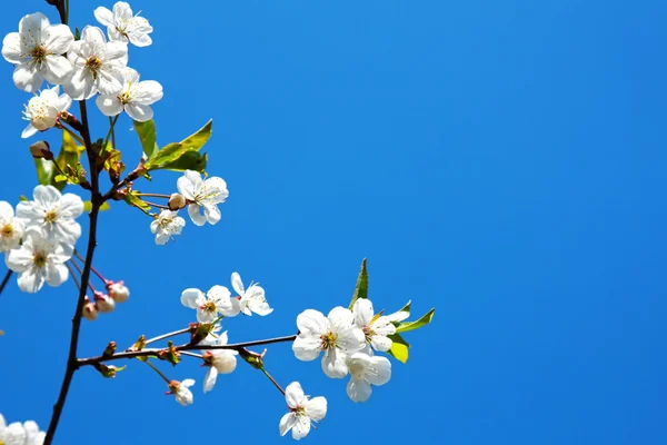 Tavaszi virág — Stock Fotó