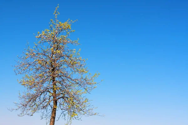 Ağaç bahar — Stok fotoğraf