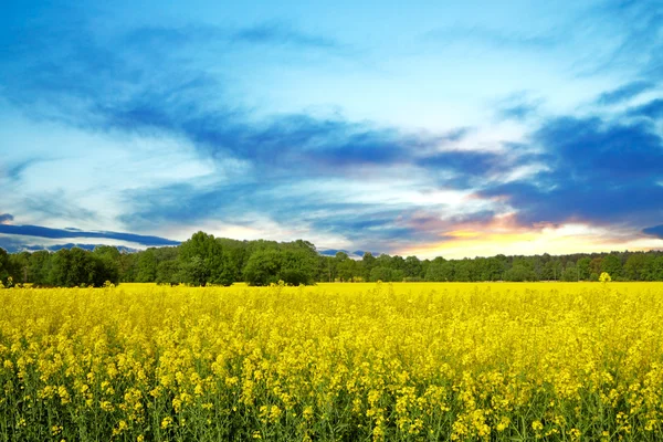Campo amarelo de primavera — Fotografia de Stock