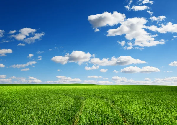 stock image Green field