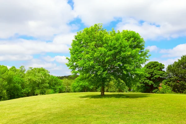 풀밭에 있는 나무 — 스톡 사진