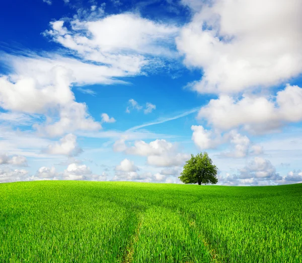 Зелене поле і дерево — стокове фото