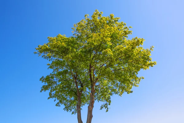Árvore de verão — Fotografia de Stock