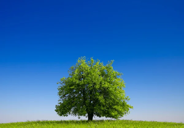 Δέντρο και μπλε ουρανός — Φωτογραφία Αρχείου
