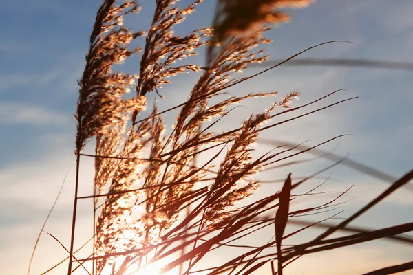 Вітер у дикій траві на заході сонця — стокове фото