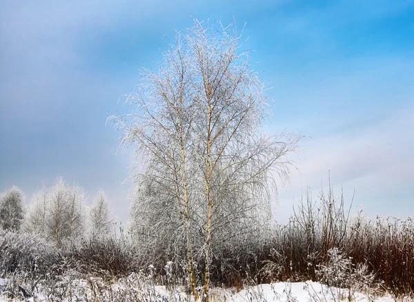 Winter bevroren birch tree — Stockfoto