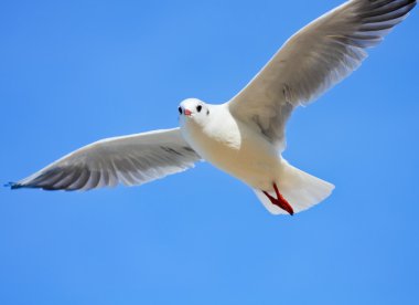 Mavi gökyüzünde uçan martı