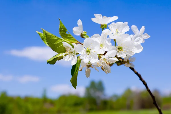 Almás virág a kék ég — Stock Fotó