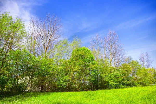 Prado da primavera — Fotografia de Stock