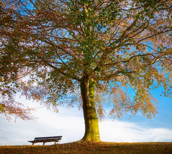 Oak tree with bench in autumn — Stock Photo, Image