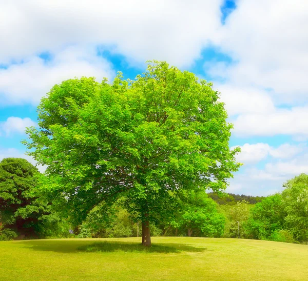 Parkta bir ağaç — Stok fotoğraf