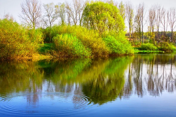 Отражение деревьев в реке — стоковое фото