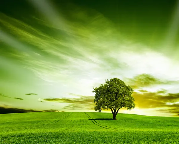 Prairie printanière avec grand arbre aux feuilles vertes fraîches Images De Stock Libres De Droits