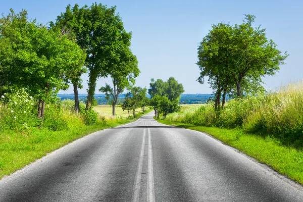 Road and green tree — Stock Photo, Image
