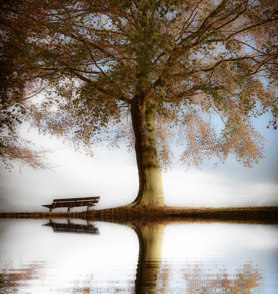 Staré dřevěné lavice v podzimním parku — Stock fotografie