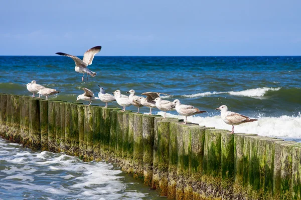 Seagulls and blue sea — Stock Photo, Image