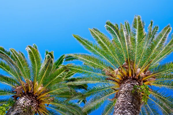 Palme am blauen Himmel — Stockfoto