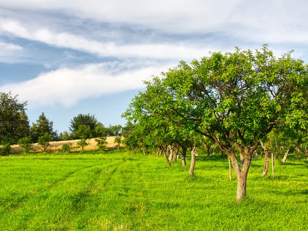 Fruit trees in a summer orchard — Stock Photo, Image