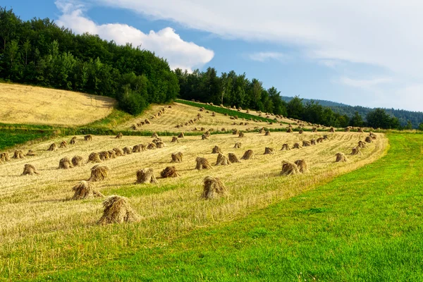 밀 수확 — 스톡 사진