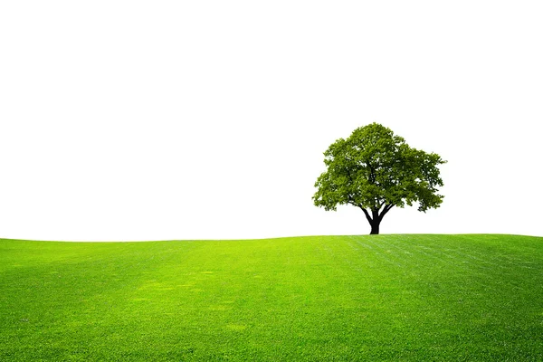 Drzewo na zielone pole — Zdjęcie stockowe