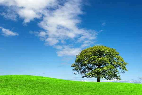 stock image Green tree and blue sky