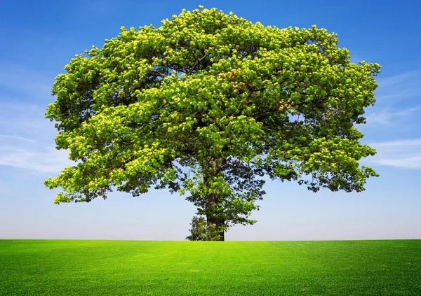Strom na modré obloze — Stock fotografie