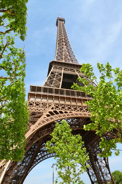 Menara Eiffel dan pohon musim semi — Stok Foto