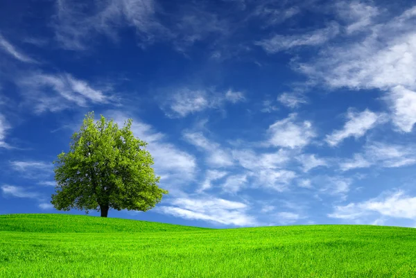 Зелений луг і дерево — стокове фото